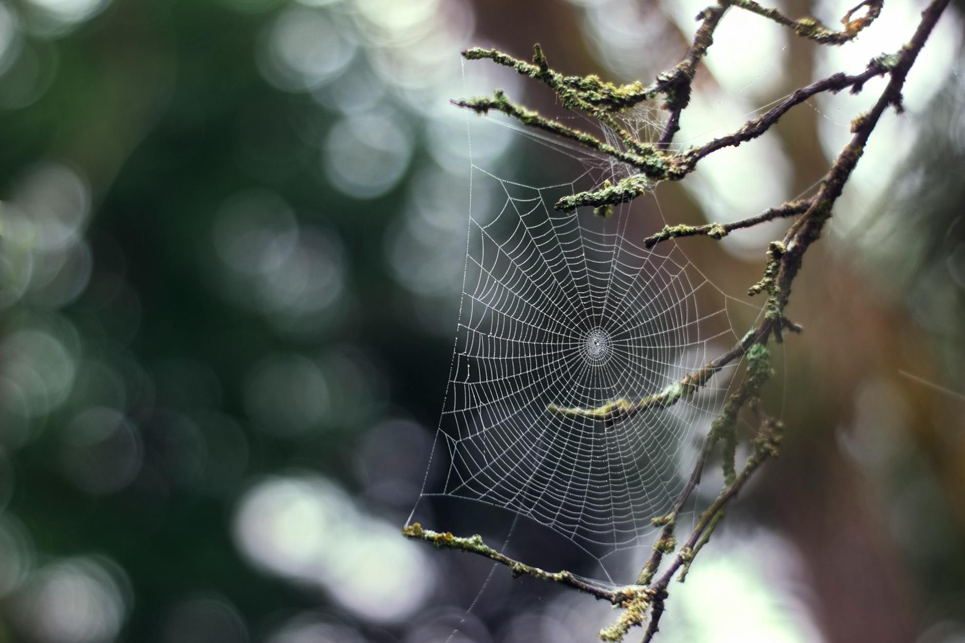 intricate spider web on branch with bokeh effect