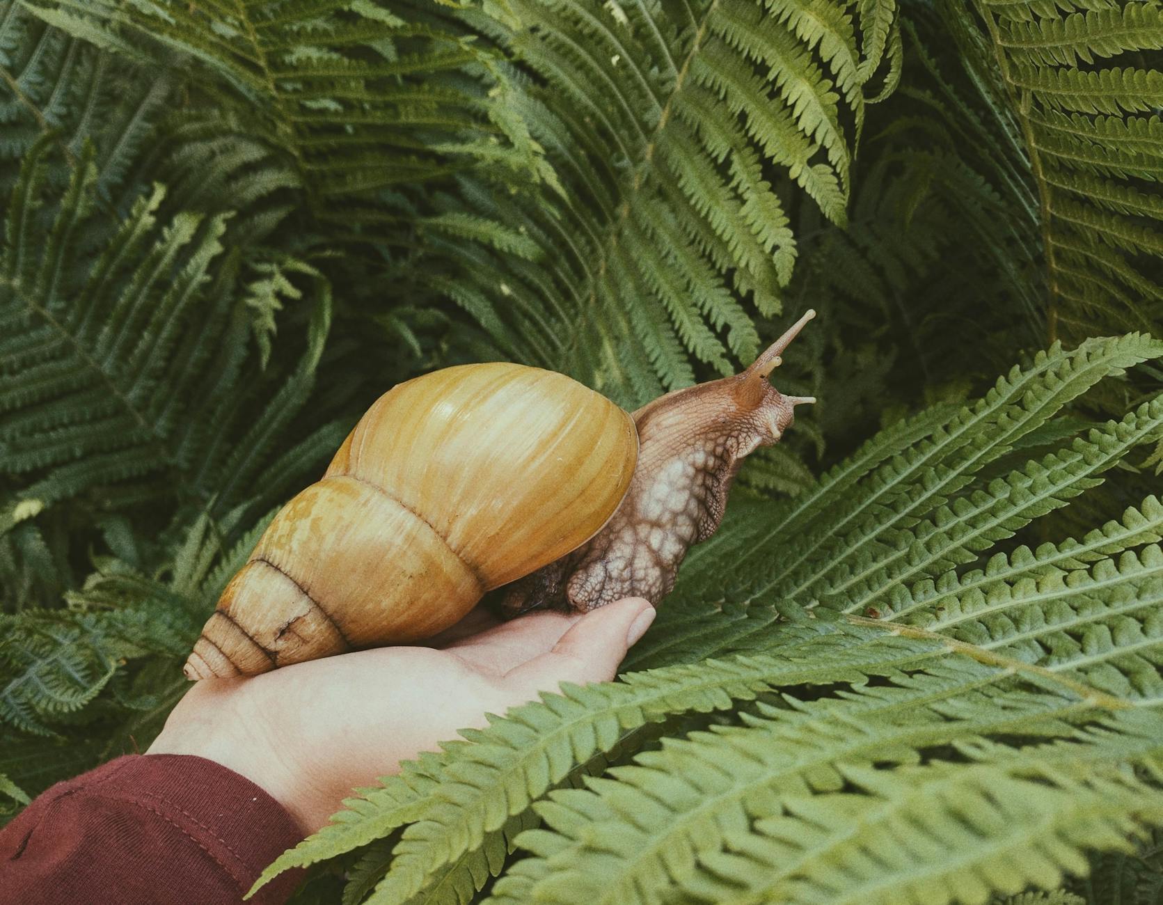 close up photo of person holding a snail